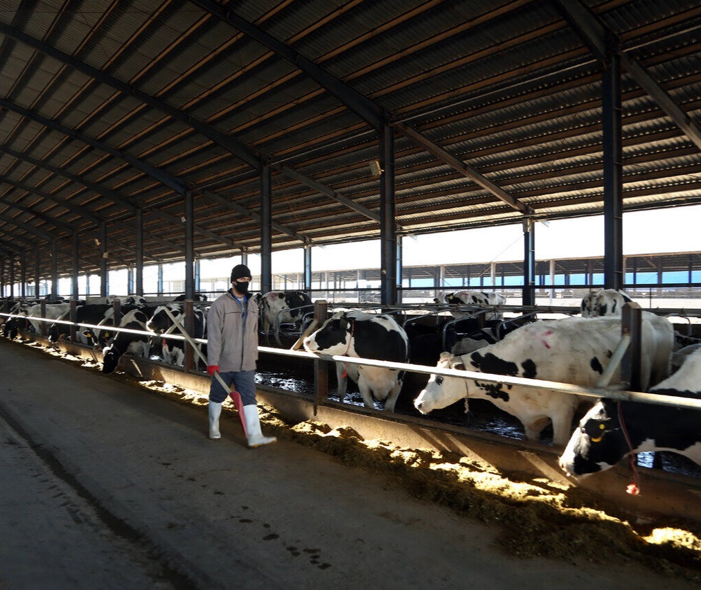 تخصیص ارز ۴۲۰۰ تومانی موجب کاهش قیمت نهاده‌های دامی نشد