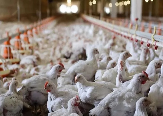 انتقاد مرغداران از گرانفروشی مرغ در بازار