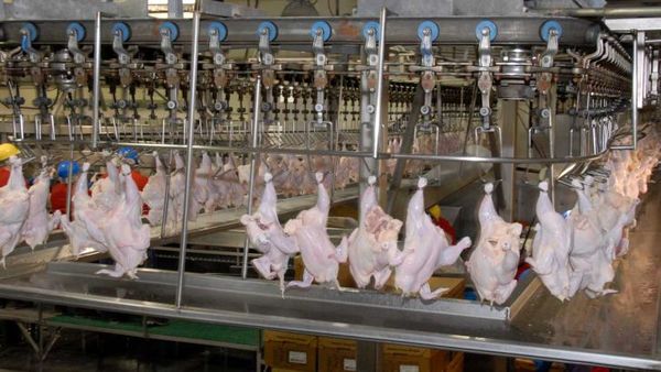 احداث بزرگترین زنجیره تولید گوشت مرغ کشور در استان آذربایجان شرقی