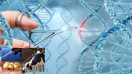 اجرای ۶ پروژه ملی برای تولید مثل و اصلاح نژاد دام و طیور