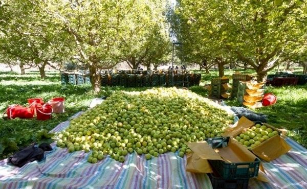 ۸۲ مرکز خرید سیب صنعتی در آذربایجان‌غربی فعال شد