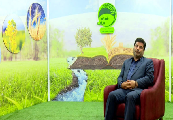 افزایش۵۰ درصدی نرخ خرید تضمینی گندم و ۳۶ درصدی کلزا برای سال زراعی جدید