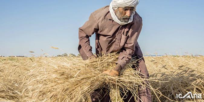 ضرورت پرداخت یارانه به گندمکاران در صورت رشد تورم