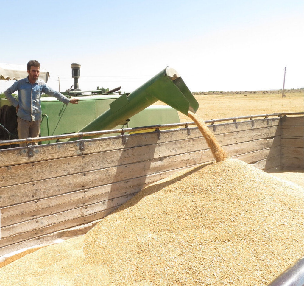 کرمانشاه در خرید تضمینی گندم رتبه چهارم کشور را کسب کرد