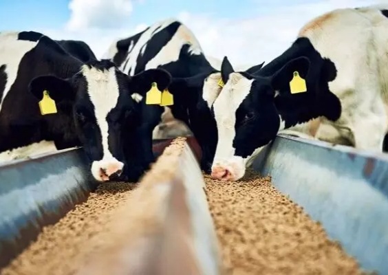 انتقاد از مطرح کردن واردات گوشت قرمز به کشور