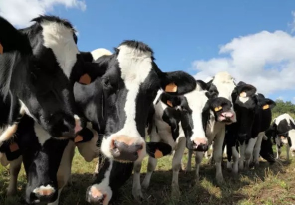 مجتمع شیر و گوشت «سیرک» به کجا رسید؟