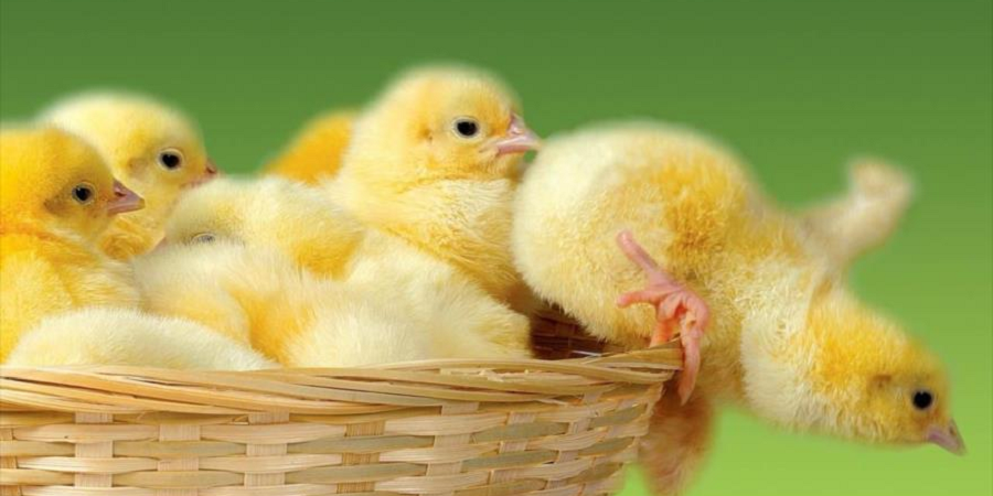 دلایل بازدهی کم جوجه‌های گوشتی