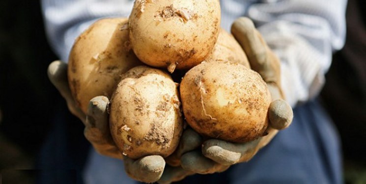 روس‌ها در فکر واردات محموله‌های بزرگ سیب‌زمینی از ایران