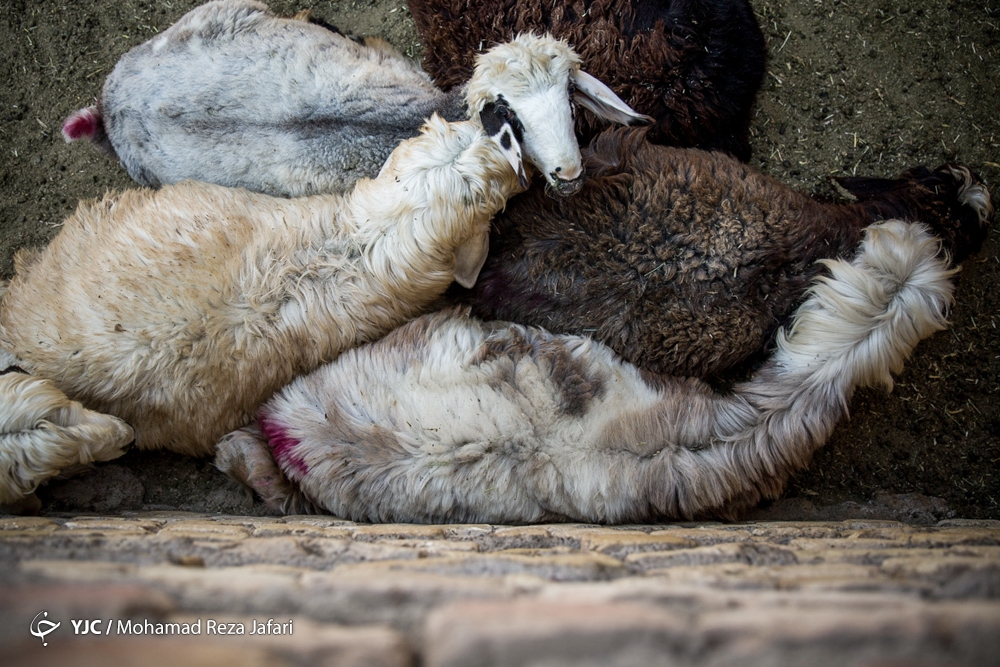 صادرات ۳۰۰ هزار راس دام سبک عشایری مجوز گرفت