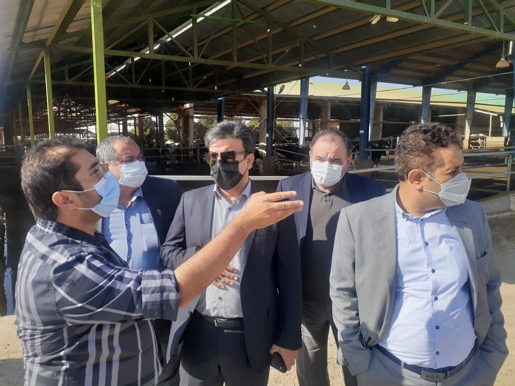 توسعه گاوداری‌ها اولویت بخش کشاورزی استان تهران است