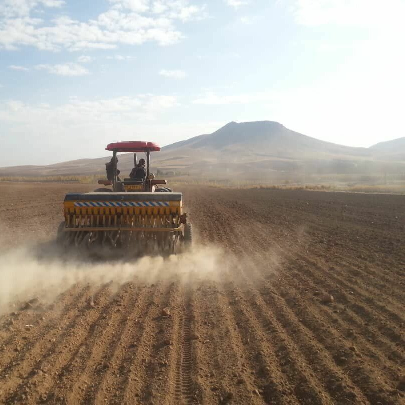 کشت پاییزه در ۱۴۲ هزار هکتار از اراضی گنبدکاووس آغاز شد