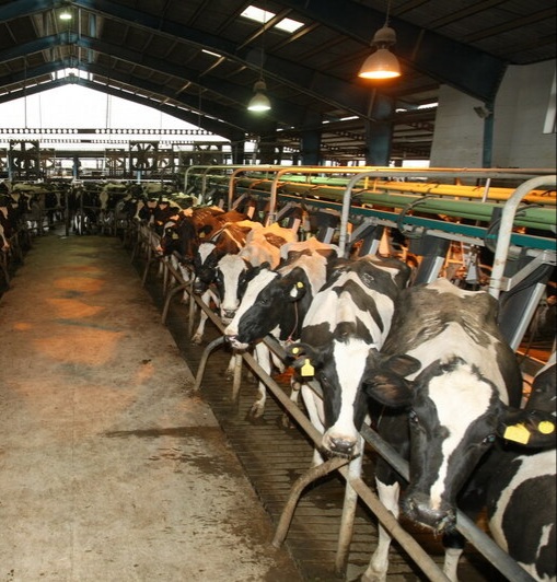 ایران در تولید واکسن تب برفکی به خودکفایی رسید