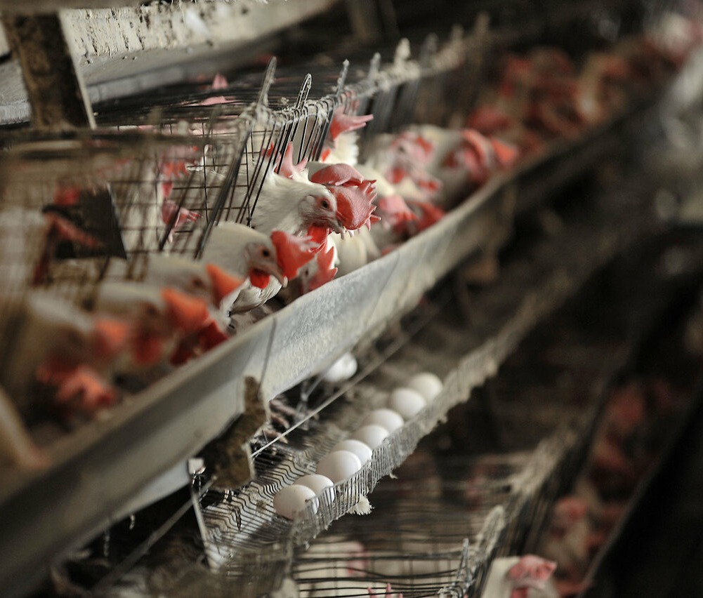 عرضه گسترده تخم‌مرغ به نرخ شانه‌ای ۴۲ هزارو ۵۰۰ تومان از امروز