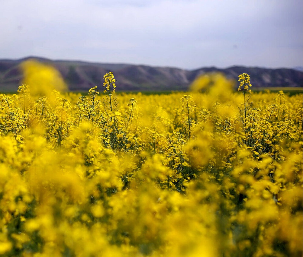 مزارع طلایی کلزا رونق بخش سفره کشاورزان سلسله