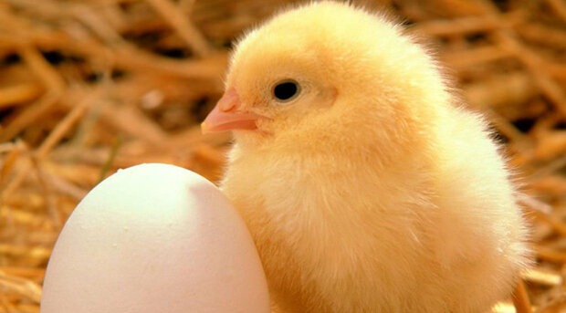 قیمت تخم مرغ در میادین ۴۳ هزار تومان است /در مغازه؛ ۶۰ هزار تومان