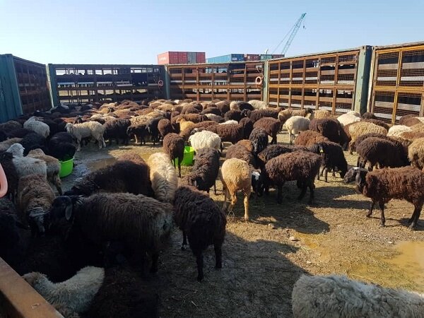 صادرات دام زنده ابلاغ شد/ ۵٠٠ هزار راس دام صادر می شود