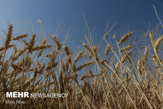 افزایش تولید ۱۰ میلیون تنی محصولات زراعی