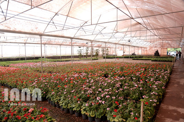 اولویت جهاد کشاورزی رساندن وسعت گلخانهها به ۴ برابر است/توسعه گلخانهها یکی از راهکارهای برون رفت از بحران خشکسالی