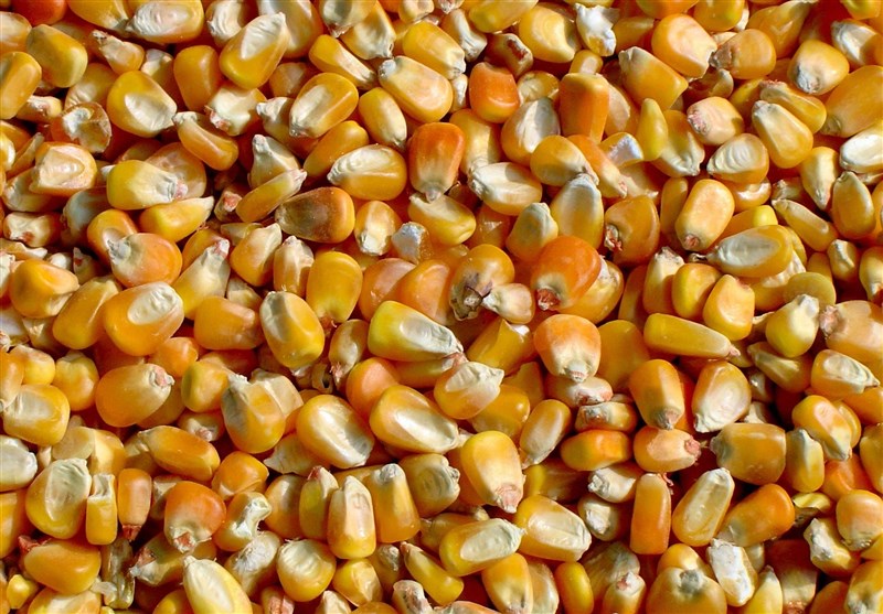 ۵۰۰۰ تن ذرت در دولت روحانی فاسد شد