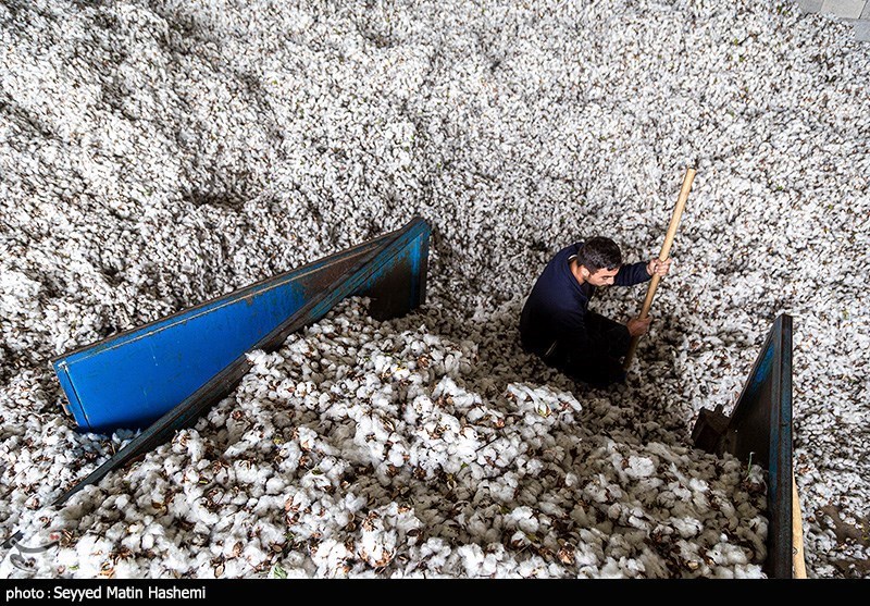 برداشت مکانیزه پنبه ۵۰ درصد هزینه ها را کاهش می دهد
