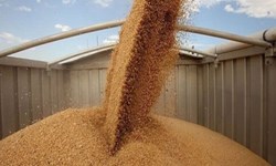گندم به بیشترین قیمت ۹ سال گذشته رسید