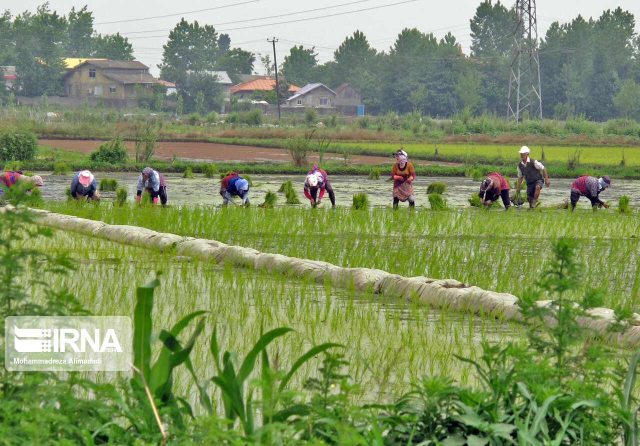 کاهش ۱۷ هزار هکتاری کشت دوم برنج در مازندران