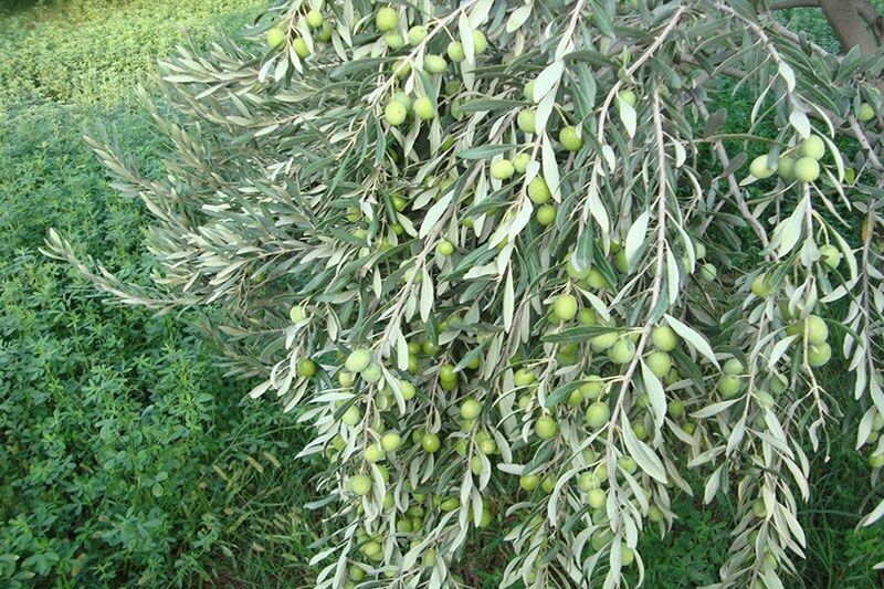 زنجان رتبه اول تولید زیتون کشور را دارد