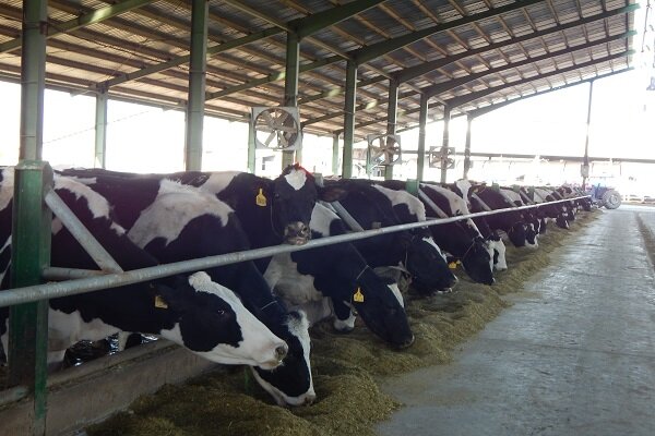 افزایش ۷۰ درصدی قیمت تولیدکننده محصولات گاوداری نسبت به سال قبل