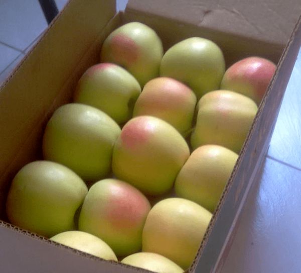 زمینه صادرات بیش از ۷۰۰ هزارتن سیب درختی در سردخانه های آذربایجان غربی فراهم شود