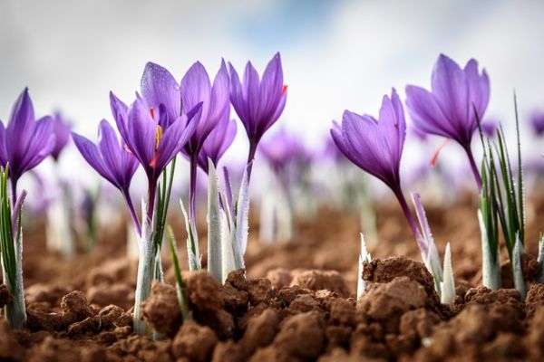 کاهش ۲۰ درصدی سطح کشت زعفران در سال جاری