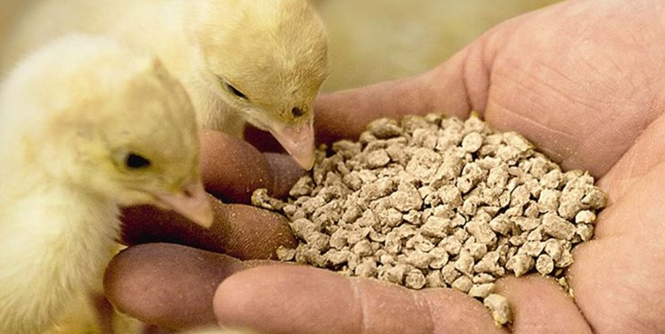 هشدار برای از سرگیری واردات یک مکمل غذایی ضروری دام و طیور