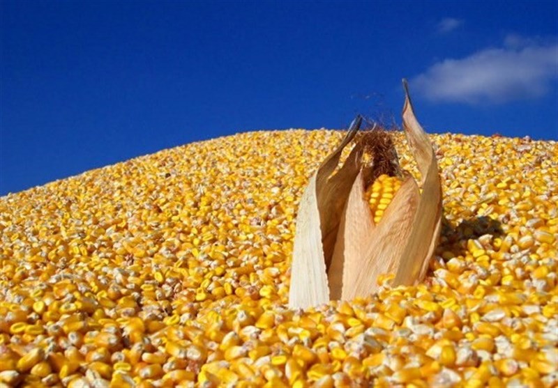 چین بیش از نصف غلات جهان را ذخیره کرده است