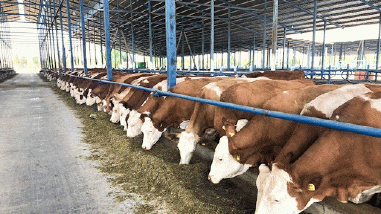 تامین نهاده های دامی مورد نیاز دامداران از طریق دامدار کارت