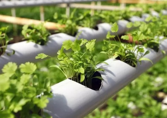 توجه به کشت فراسرزمینی در بودجه ۱۴۰۱