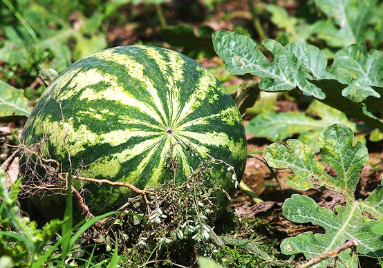 برداشت ۱۶۶ هزار تن هندوانه برای شب یلدا