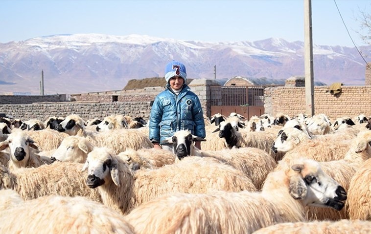 تعیین عوارض ۵۳ هزار تومانی برای صادرات گوسفند در لایحه بودجه سال آینده