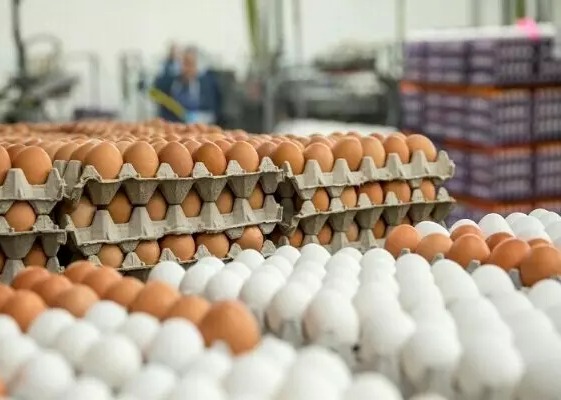 قیمت تخم مرغ در میادین تره‌ و بار دوباره کاهش یافت