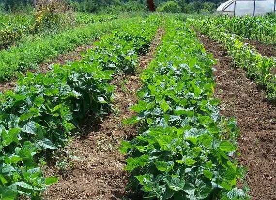 ۹۵ درصد مطالبات سویاکاران تسویه شد