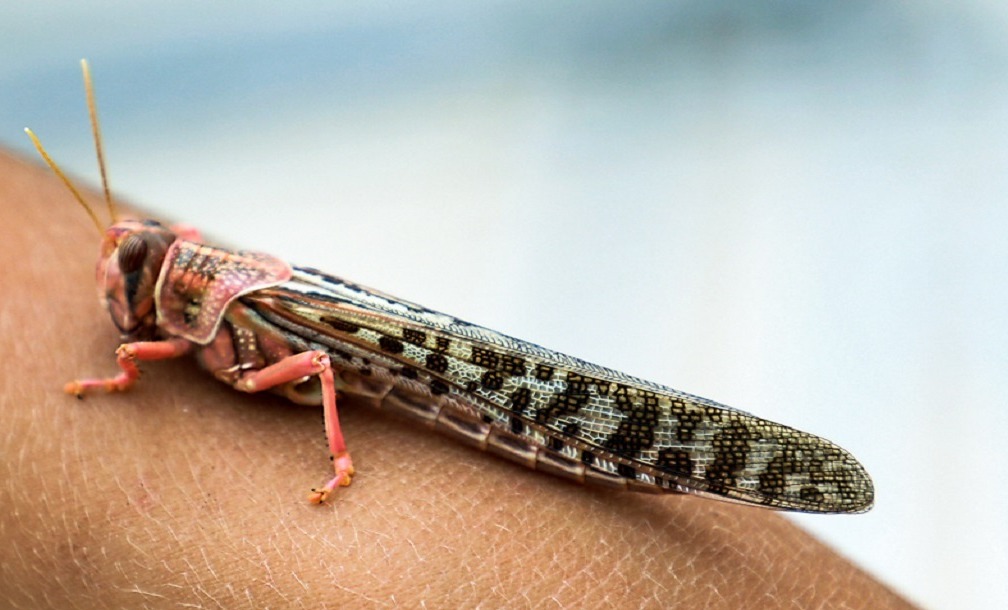 حمله ملخهای صحرایی اواخر اسفند به کشور