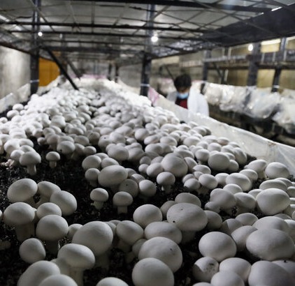 سالانه بیش از ۴ هزار تن قارچ در استان مرکزی تولید ‌می‌شود