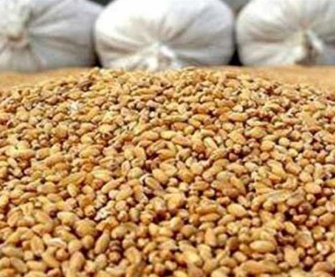 تشکل‌های نهاده دام و مرغ ابلاغ حذف ارز ۴۲۰۰ از اول دی را تکذیب کردند