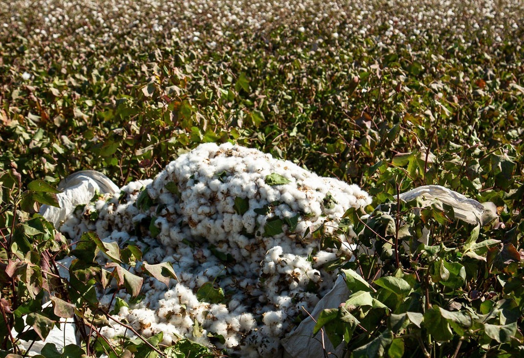 تولید پنبه به ۵۵ هزار تن می رسد/ قیمت هر کیلو طلای سفید ۸۳ هزار تومان