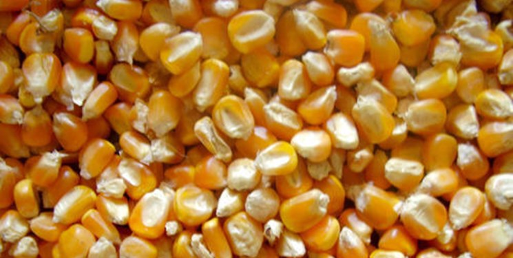 واردات محصولات تراریخته به شرط فرآوری