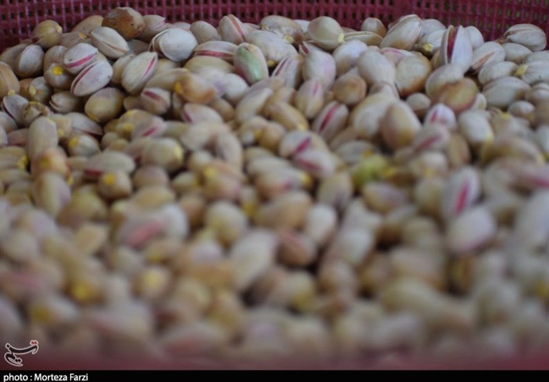 صادرات پسته معادل ۲۰ درصد درآمدهای نفتی کشور شد