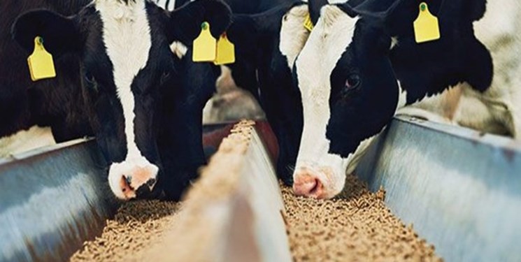 بیمه خسارت کشاورزان را کم و با تاخیر می دهد