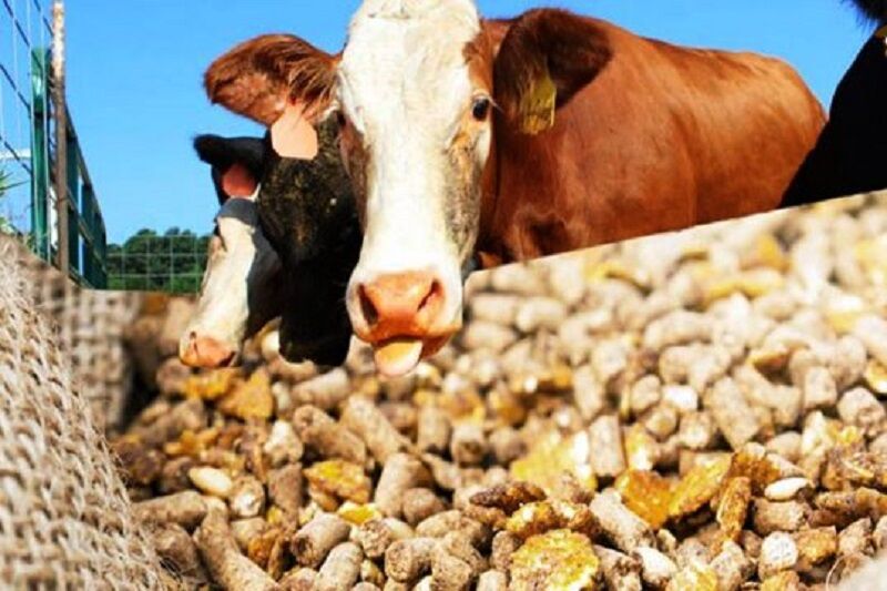 کارخانجات خوراک دام و طیور با ۳۰ درصد ظرفیت کار میکنند