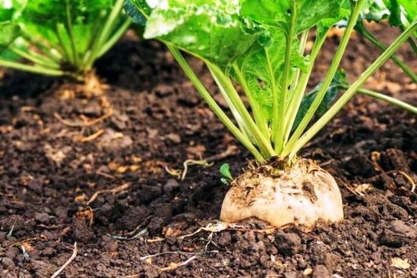 رشد ۲۵ درصدی تحویل چغندر به کارخانجات تولید شکر