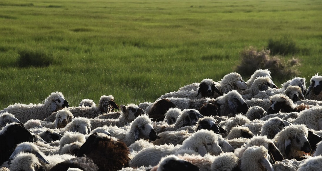 حذف ارز ۴۲۰۰ تومانی تاثیر چندانی در بازار گوشت قرمز ندارد