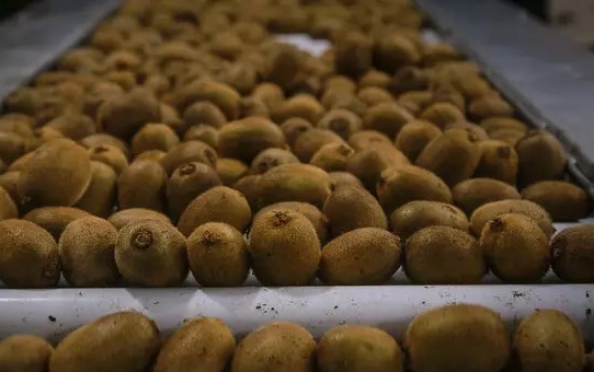 ماجرای عجیب برگشت کیوی‌های ایرانی