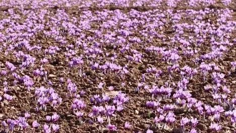 نهادهای قدرتمند مانع از ساماندهی بازار زعفران شدند